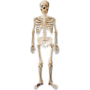 1 Skelett